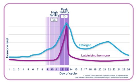 Cycle de vie et longévité des spermatozoïdes 